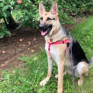 Meet your Posher, Julie-anne